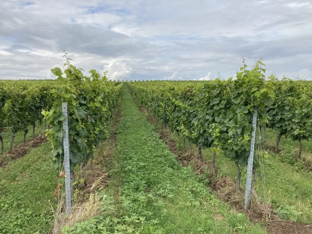 Strauch 1