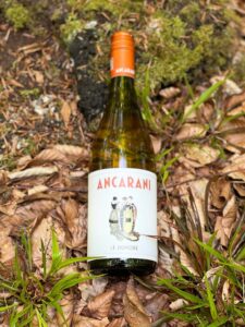 Le Signore - økologisk hvidvin fra Ancarani