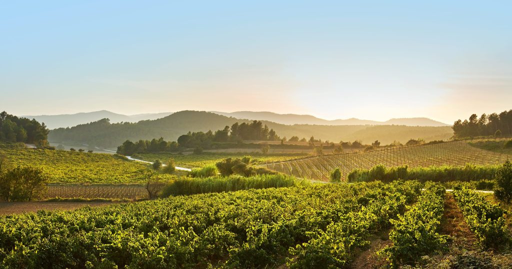 Oversigt over vinmarker ved Cofama Vins