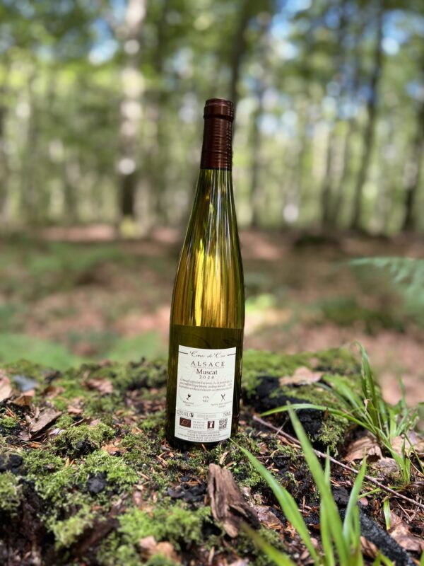 Muscat "Coeur de Cru" 2020 fra Domaine Bléger, Alsace. Økologisk hvidvin.