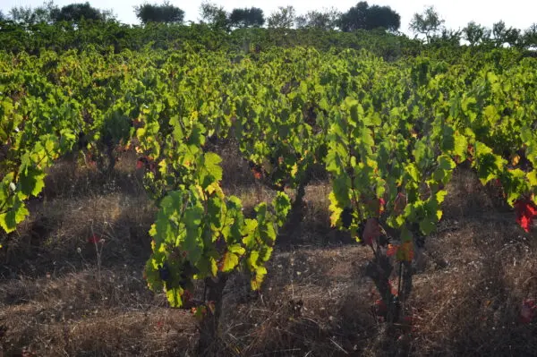 Vinmark med Carignan-druer. El Brindis 2020