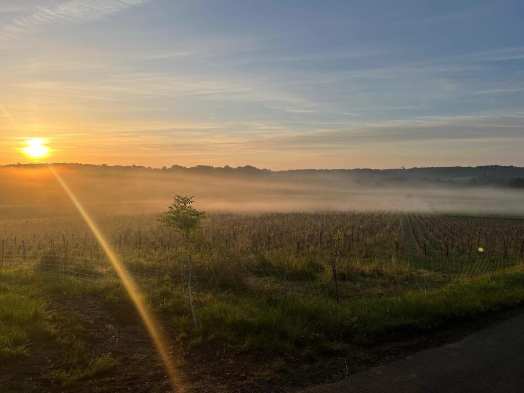 Morgendug ved Chateau Clarisse