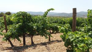 Om os - bag om Nature Wines 5 Vinmark hos Mas Vilella