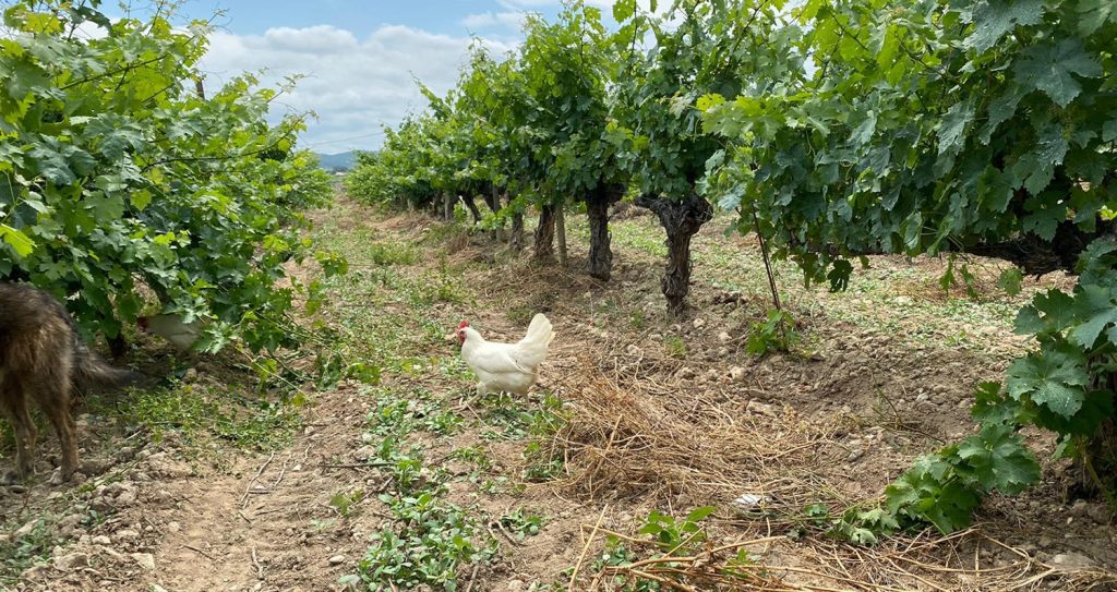 Autòcton Celler - autentisk vingård i Catalonien