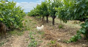 Om os - bag om Nature Wines 7 Autòcton Celler - autentisk vingård i Catalonien